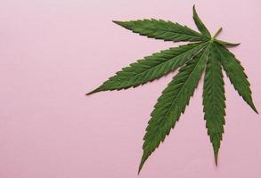 Green cannabis leaves on pink background.