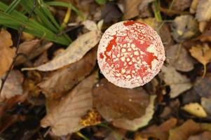 Autumn mushroom fly agaric amanita muscaria alternative medicine photo