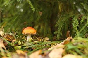 Autumn mushroom fly agaric amanita muscaria alternative medicine photo