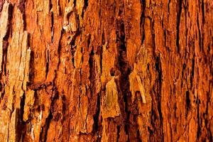 The vivid red trunk of the tree photo