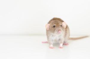Pet rat mouse photo