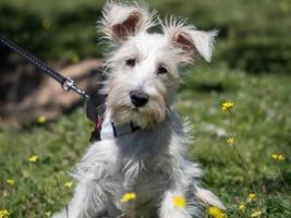 Puppy schnauzer in white color poses in a field with yellow flowers photo