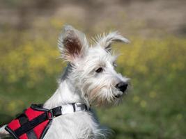 Puppy schnauzer puppy in white color and with red harness