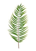 Palm Tree Leaf Silhouette Isolated on White Background vector