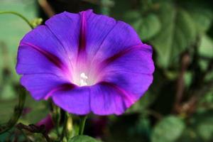 pétalos de flores voilet foto