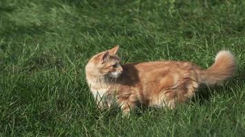 gato de jengibre en la hierba verde con abeja en cámara lenta