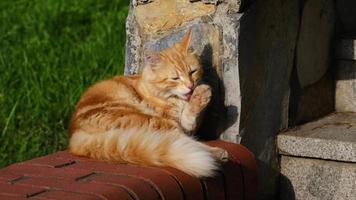 El gato de jengibre está descansando y bostezando en las escaleras del jardín video