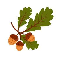 Oak branch with acorns vector