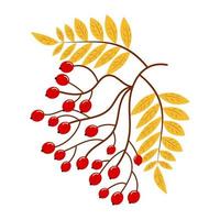 Rowan tree branch with yellow leaves and red berries. vector