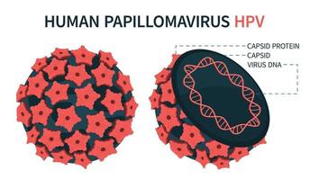 una estructura esquemática ampliada del virus del papiloma vector