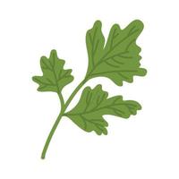 Bunch of ripe parsley vector