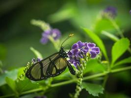 A macro close-up of a butterfly with spread wings, a colourful photo