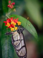 Un primer plano macro de una mariposa con alas extendidas, un colorido foto