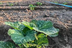 Pumpkin tree growing in the garden photo