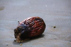 Small coconut on the beach photo