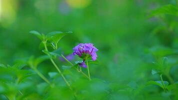 Purple little flowers in a green background photo