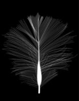 White Bird Feather Drawn on Black Background. vector