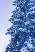 Forest landscape at night icy fir trees Brocken mountain Germany. photo