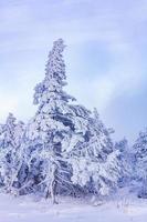 Snowed in icy fir trees landscape Brocken mountain Harz Germany photo