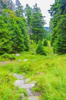 Bosque con abetos en el pico de la montaña brocken harz alemania foto