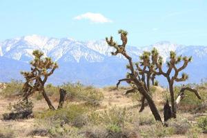 Desert and snowy mountains on the outskirts of Los Angeles photo