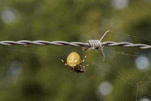Spider in the web photo