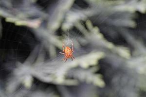 araña en la web foto