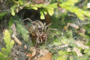 Spider in the web photo