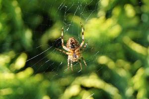 Spider in the web photo