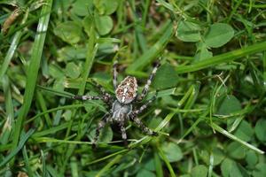 Spider in the web photo