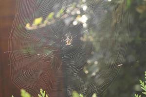 Spider in the web photo