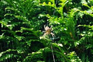 Spider in the web photo