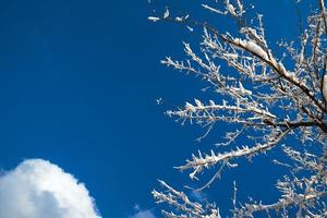 árboles de invierno en el cielo azul con espacio de copia foto