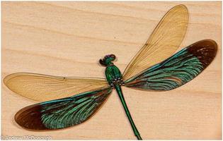 libélula colorida foto