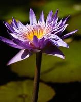 Closeup of a purple pond lily in New York City photo