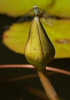 Damsal fly on a lily pod bud photo