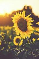 Sunflower blooming in the farm with sunlight photo