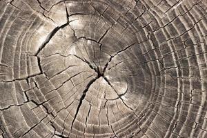 Fondo de textura de madera de tocón de árbol gris viejo foto