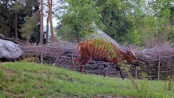 bongo antilope die alleen in de dierentuin loopt video