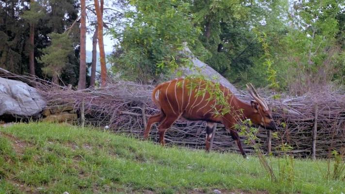 動物園影片