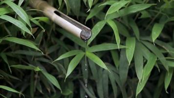 japanischer botanischer zengarten mit wassertropfen und steinen video