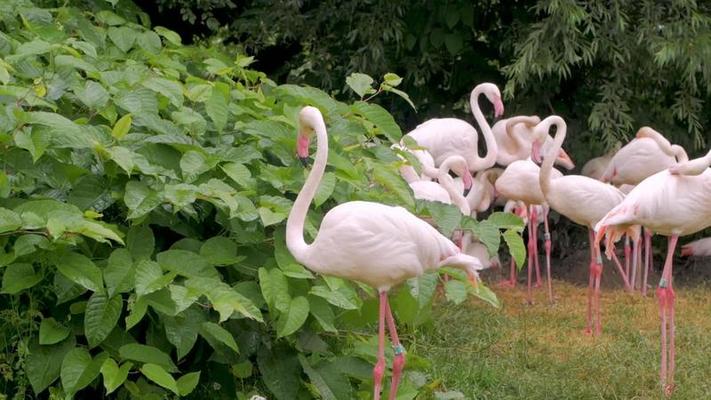 動物園影片