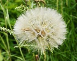 Beautiful fluffy blooming flower dandelion on colored background photo