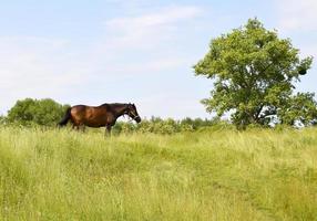 Hermoso semental de caballo marrón salvaje en la pradera de flores de verano foto