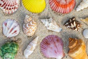 Sea Shell on sands. summer time background. photo