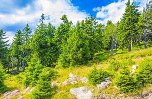 Forest with fir trees at Brocken mountain peak Harz Germany