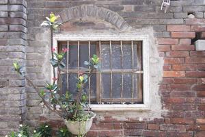 Old ruin brick plaster wall and rustic window nature plant pot photo