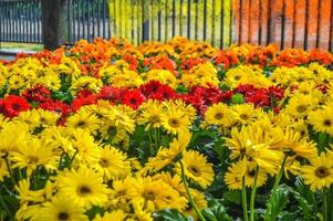 Flower Festival in Girona Temps de Flors, Spain. 2018 photo