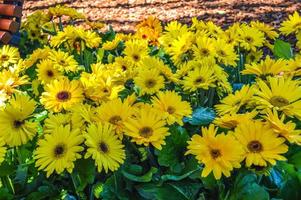 Flower Festival in Girona Temps de Flors, Spain. 2018 photo