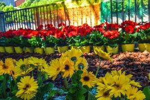 Flower Festival in Girona Temps de Flors, Spain. 2018 photo